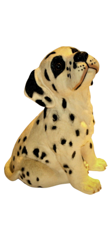 Dalmatian photo
