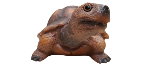 Turtle photo