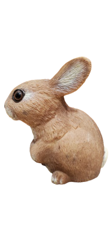 Bunny photo