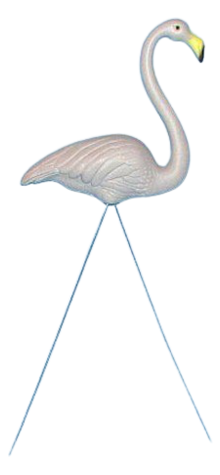 Gray Flamingo photo